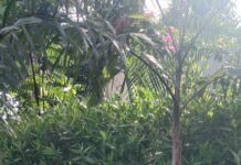 विश्व पर्यावरण दिवस पर सेज परिसर मे लगायें सैकडों फलदार पेड़, रक्तदान शिविर सम्पन्न