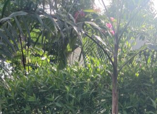 विश्व पर्यावरण दिवस पर सेज परिसर मे लगायें सैकडों फलदार पेड़, रक्तदान शिविर सम्पन्न